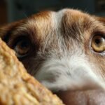 banana oat dog treats