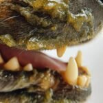 green tripe raw dog food